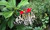 ideal_lycono_butterfly_7.JPG