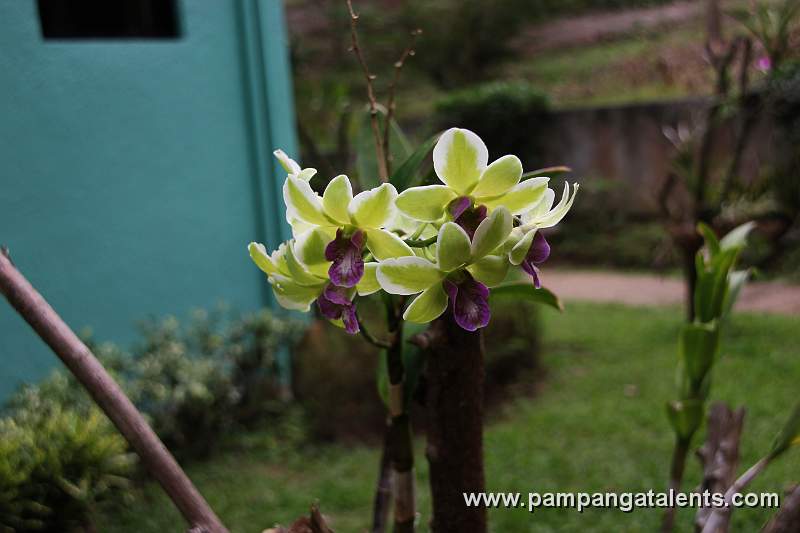 Orchids in Paradise