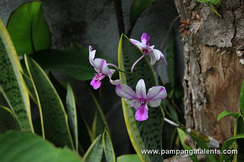 Orchids in Paradise