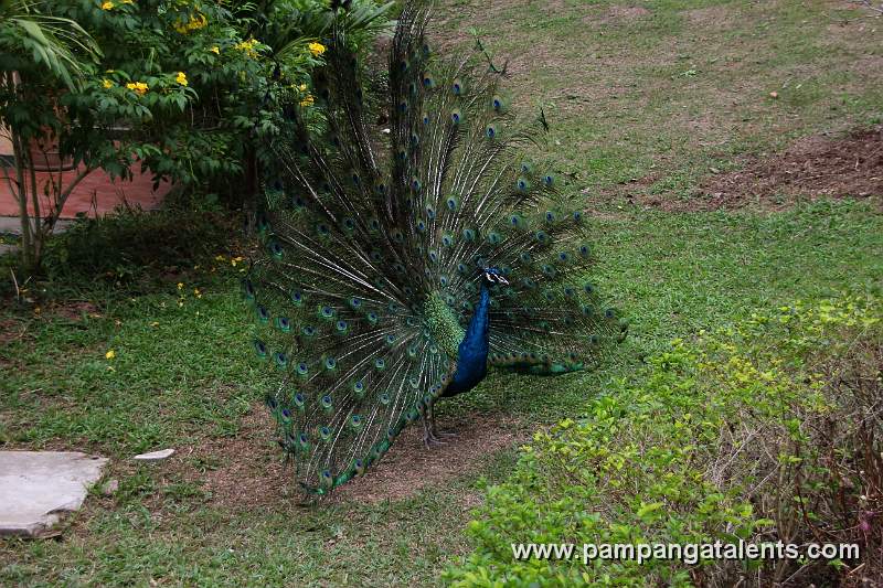 Peacock