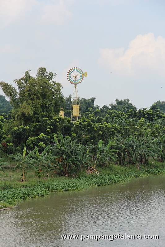 Banana and Mahogany Trees along the Pampanga River behind is a windmil.l