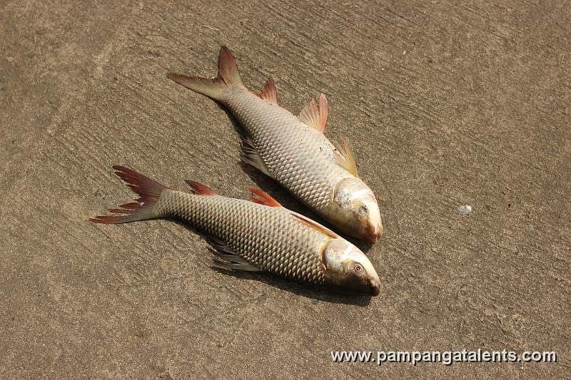 Carp fish catches through the fish nets sling on the dam gates from Pampanga River.