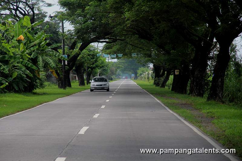 Acacia Trees along the Magalang-Arayat Road in Pampanga