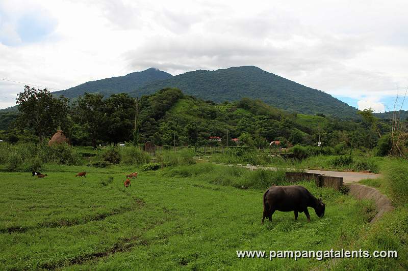 Animals (Goats and water buffalo) on the rice fields; behind is the Mount Arayat in Pampanga