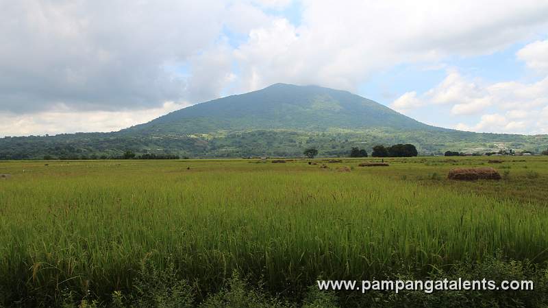 Rice fields with the view of Mount Arayat at the back taken from Arayat-Magalang Rd.