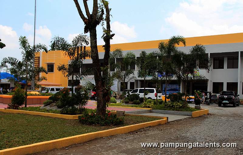 Palm Trees planted at the Arayat Park. The building behind is the Arayat Municiapal Hall