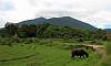 Arayat-Rice_Fields-Farm-Animals.JPG