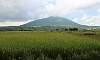 Mount-Arayat-Rice_Field-Pampanga.JPG