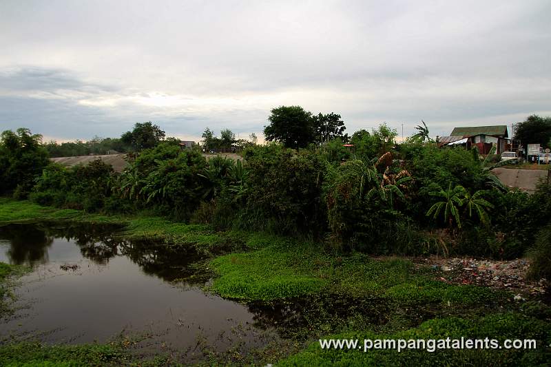 Banana Trees Along Pasig Potrero River