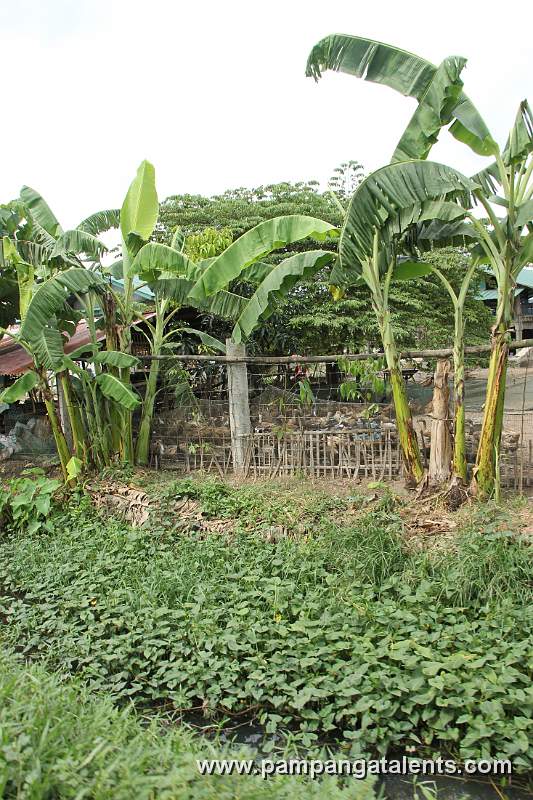 Banana Trees