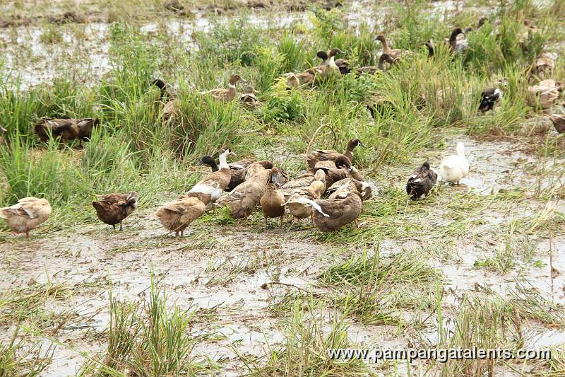 Ducks in Swamp