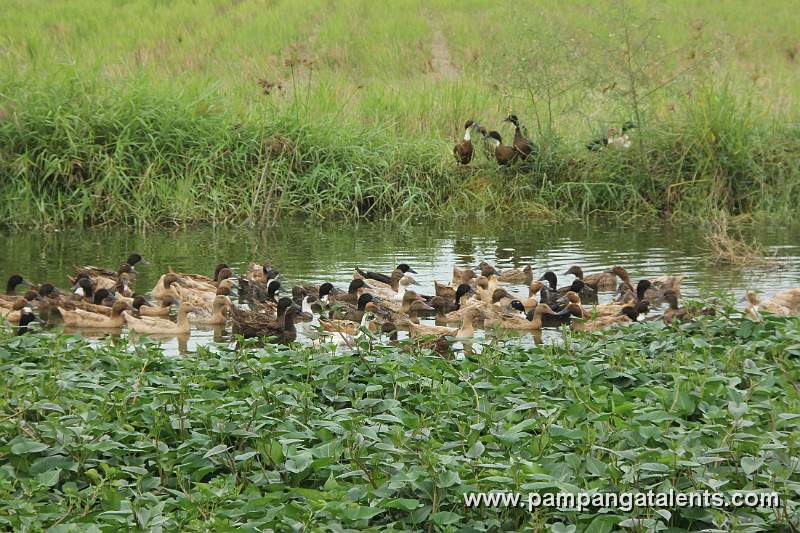 Swimming on the Swamp