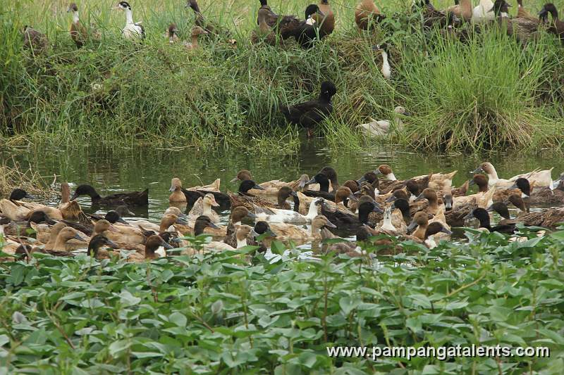 Swimming on the Swamp