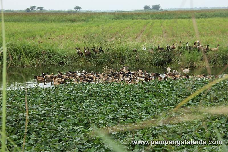 Swimming on the Swamp