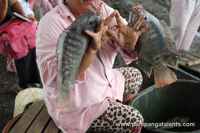 Tilapia Fish