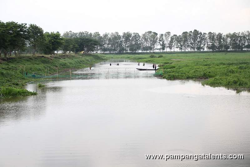 Trees Along the Fish Ponds