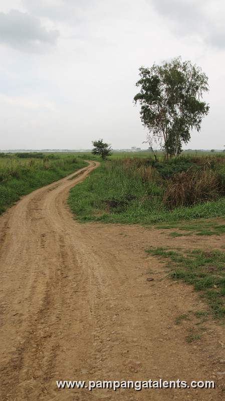 Road to Candaba Swamp