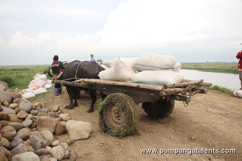 Sack of Rice on Carabao Cart