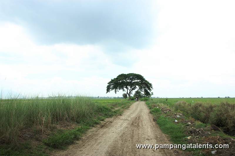 Road to Candaba Swamp