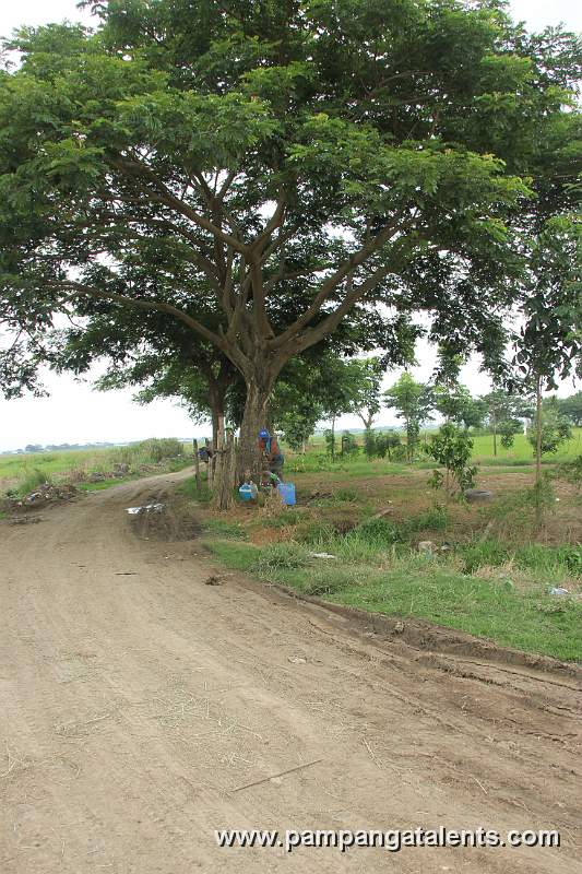 Deep Well under the Acacia Tree