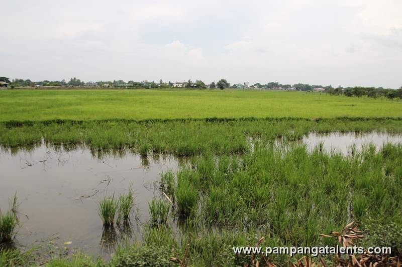 Rice Fields