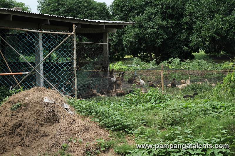 Philippine Ducks