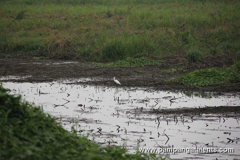 Wild Bird on the Swamp