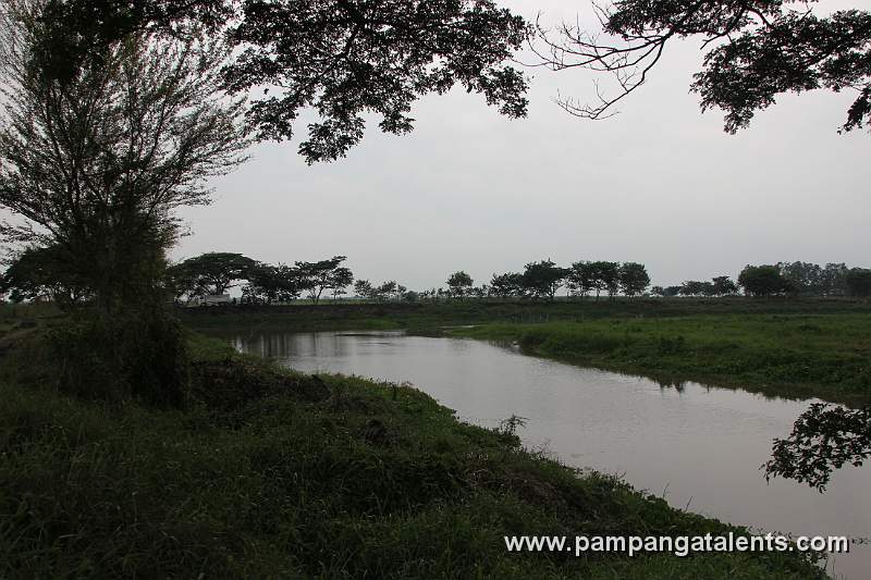 Trees Along the Swamp