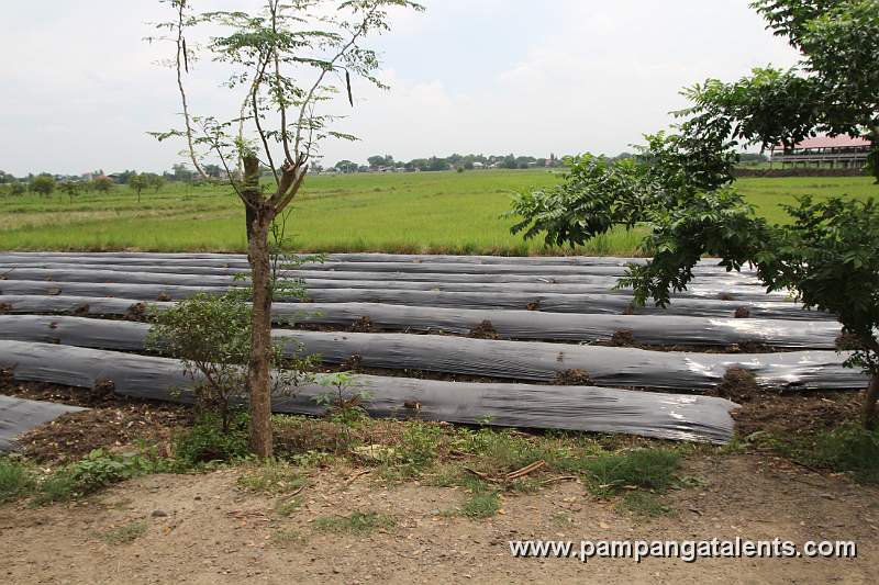 Water Melong Seedlings