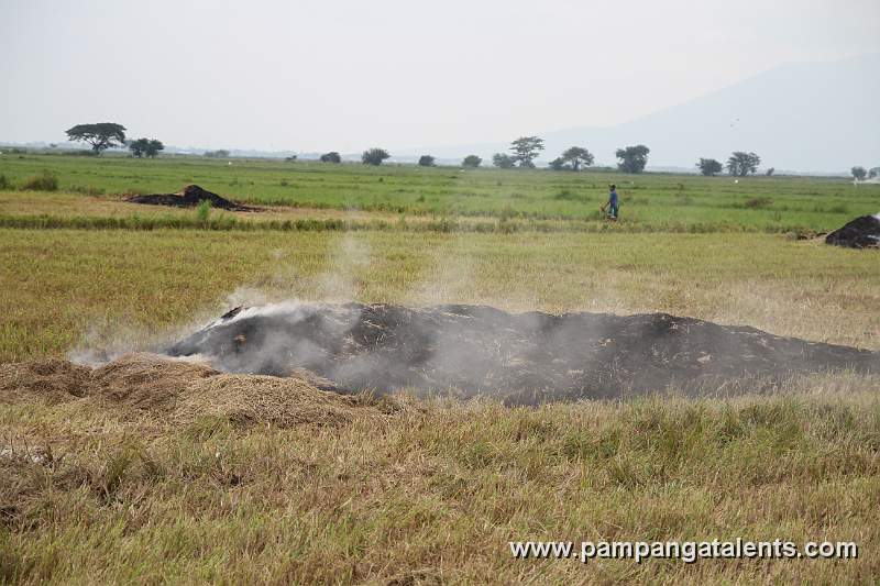 Burning Rice Fields