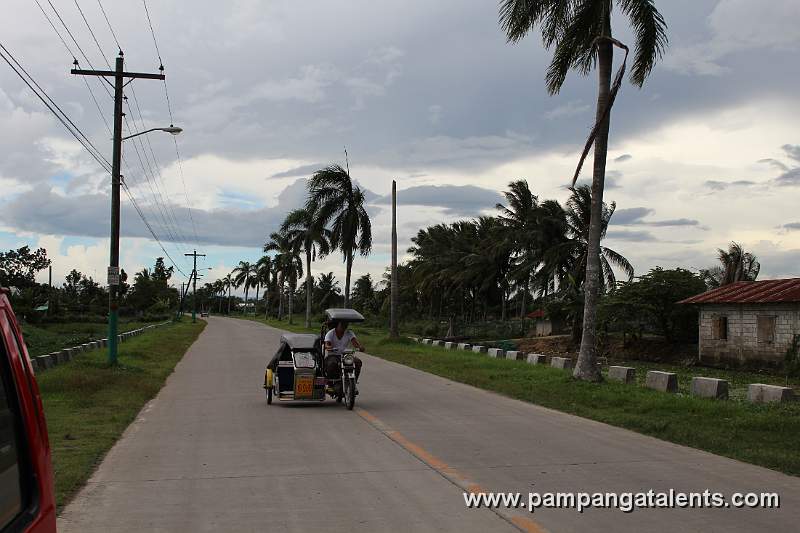 Coconut Trees Along the Road