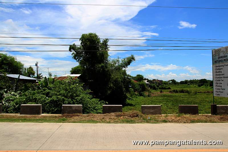 Bamboo Trees on the Field