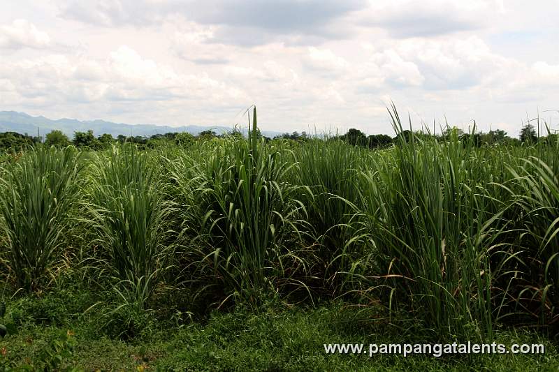 Sugar  Cane Plantation
