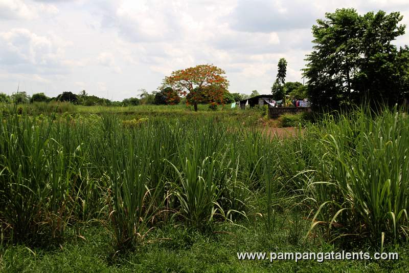 Sugar Cane Plantation 2