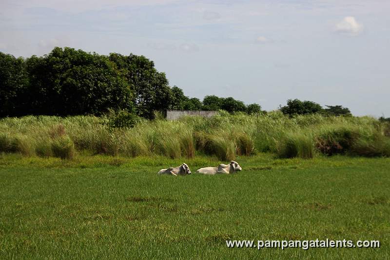 Cow on Rice Field