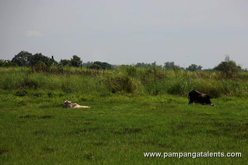 Black and White Cow on the Rice Fields