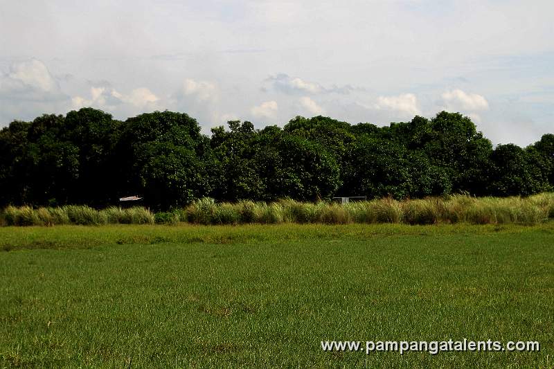 Mango Trees on Rice Fields