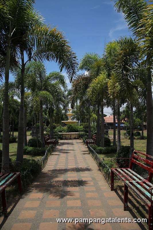 Fox Tail Pal Trees Inside the PLaza