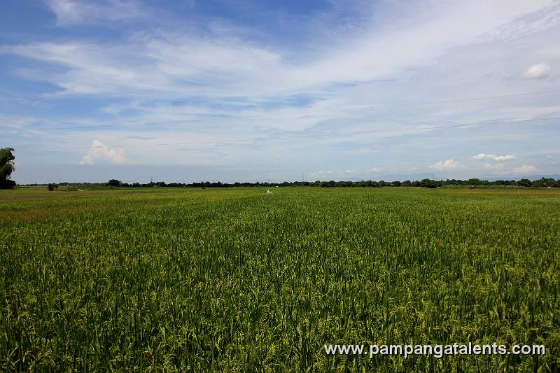 Rice Fields