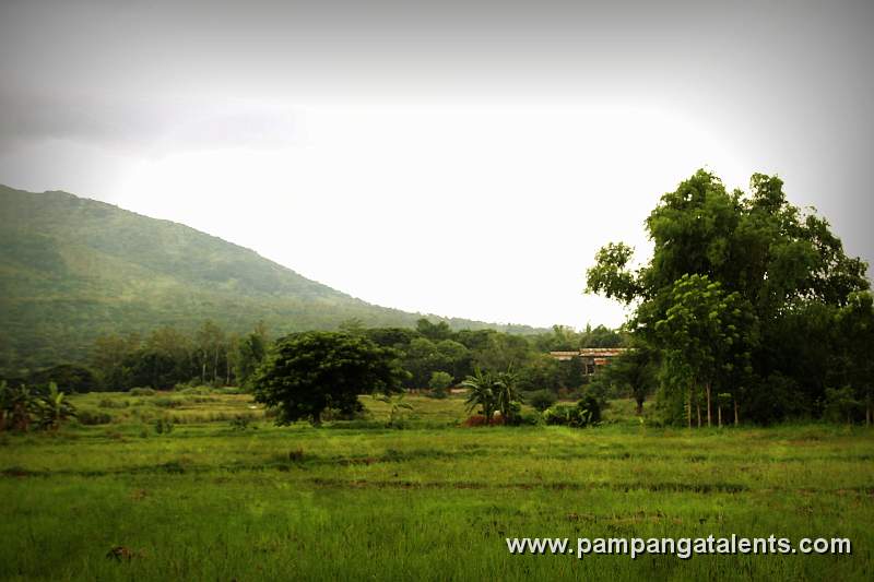 Rice Farm with a Mountain View