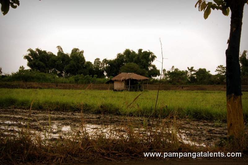 Nipa Hut on Rice Field