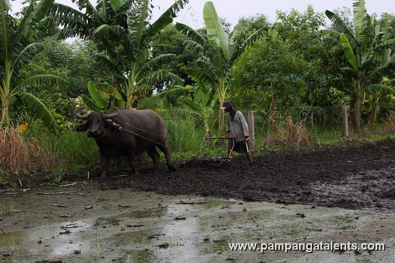 Farming