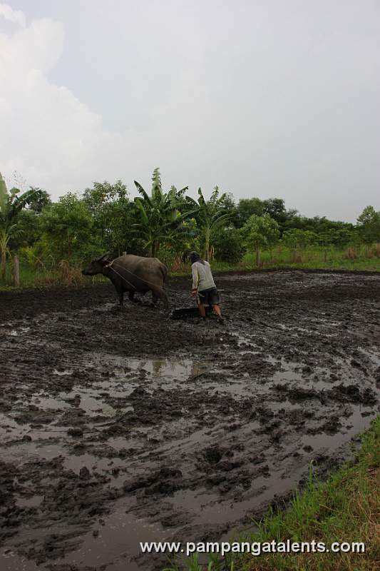 Farmer