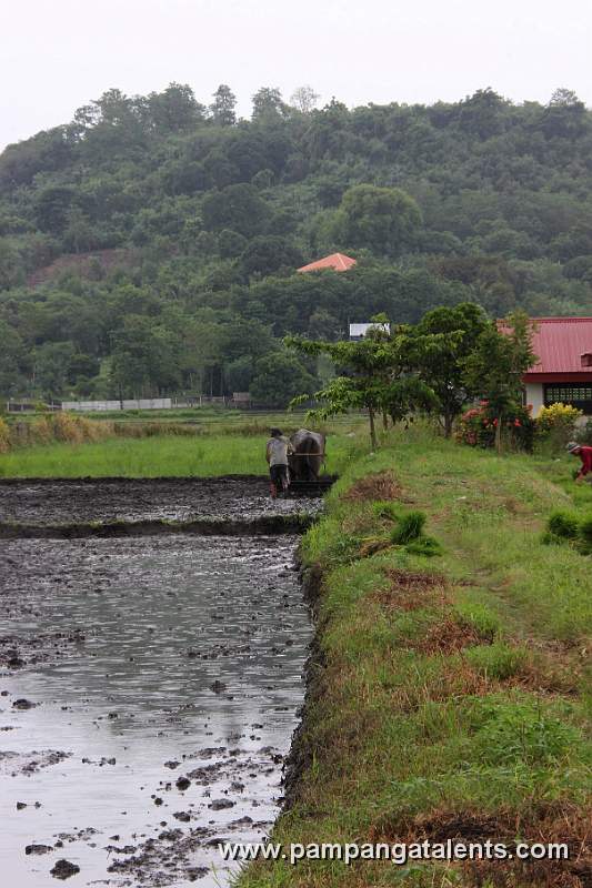 Farmer