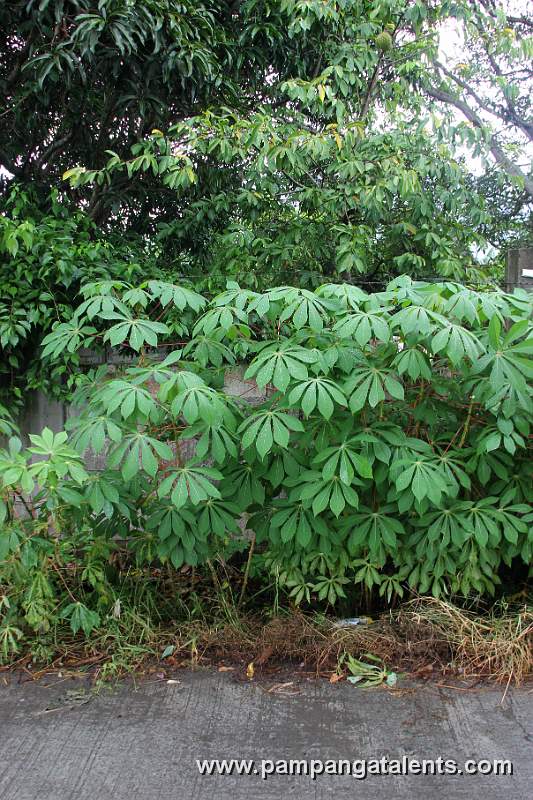 Cassava Plant