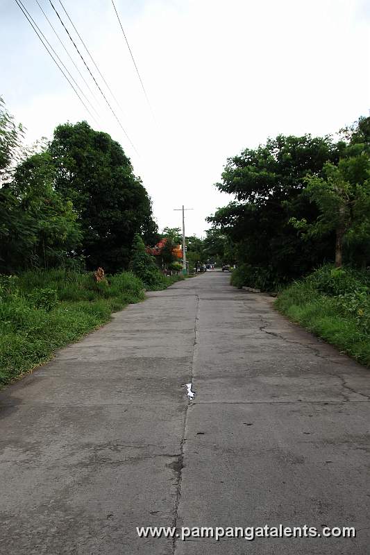 Trees Along the Road