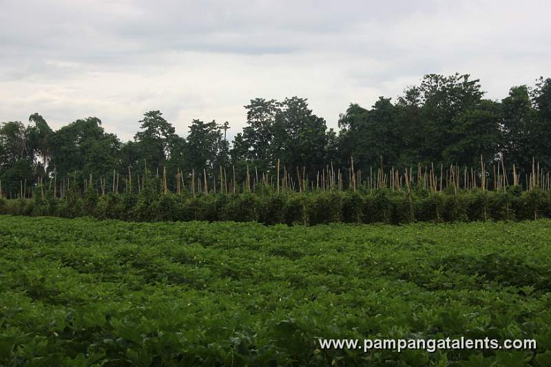 Vegetable Plantation