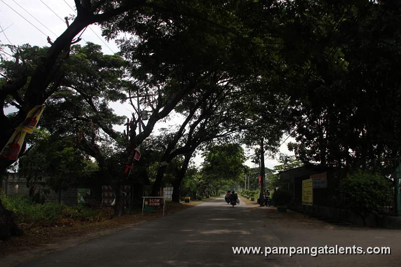 Trees Along the Road