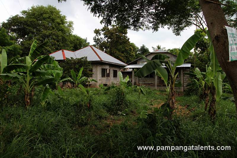 Banana Trees