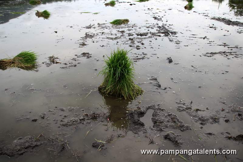 Rice Seedlings